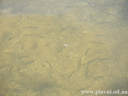 Satul Barta (Plavni). Peşte pe sub apa din lacul Ialpug. Село Плавни. Рыба под водой.